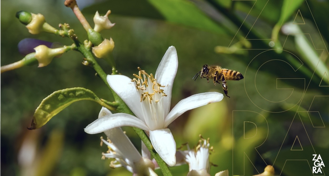 Orange blossom with honeybee — nature, biodiversity and sustainable viticulture